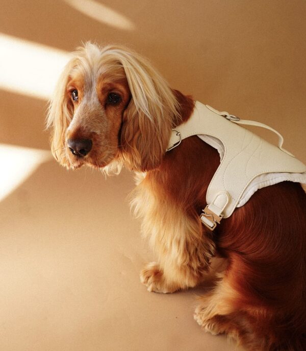 Noir Edition Sele - Billede 6